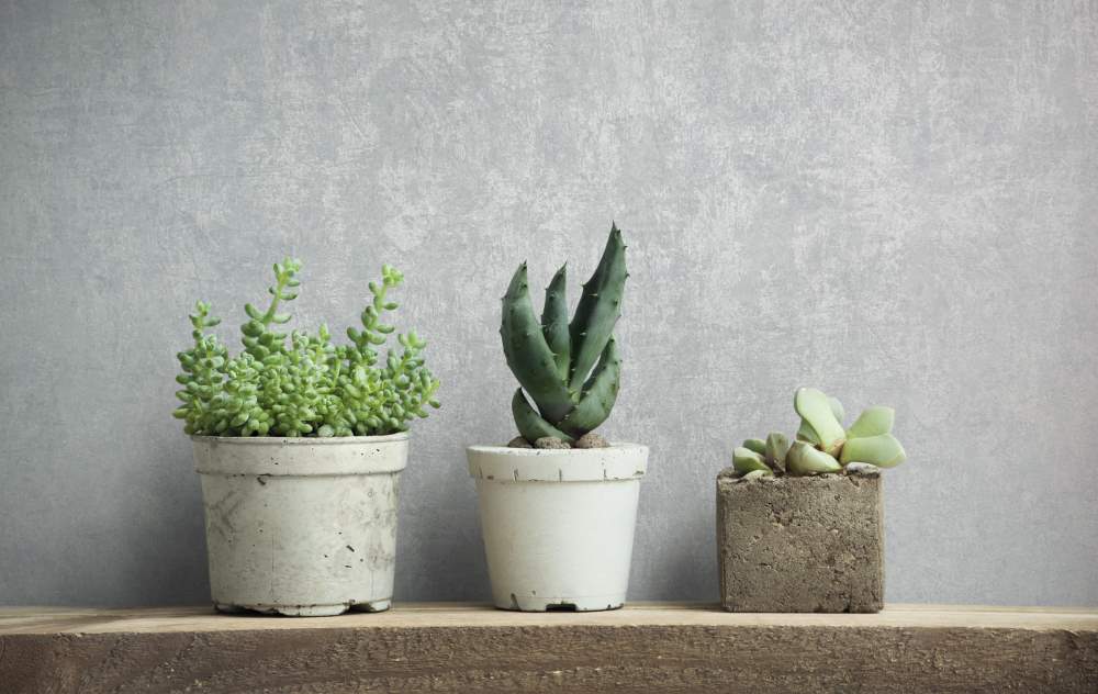 NOVAMUR JACKIE - Dezen